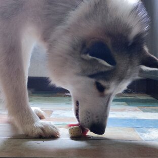 Хаски 🌙 Луна