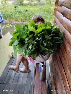 Наш Мир Лесная баня