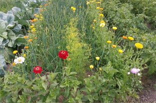 Дача, сад, огород.