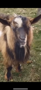 С животными 😁