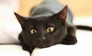 Про лотки, наполнители и гигиену 