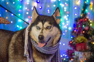 Они хотят домой!💖