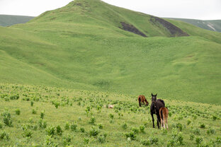 Чеченская республика