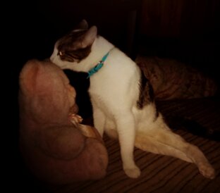 Кот-спинальник