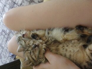 Котята