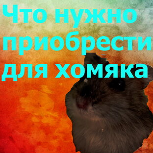 Что нужно приобрести для хомяка