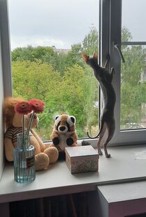 Подарки для Пикси 