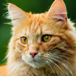 Нейросеть рисует. Котики
