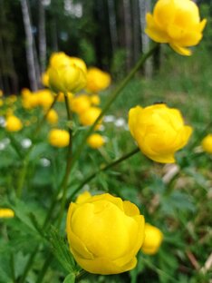 Лесные фантазии