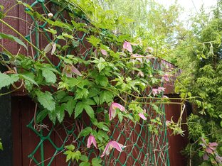 Лианы в саду. 