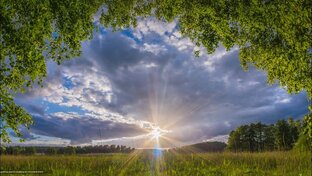 Лекарственные растения Архангельской области!