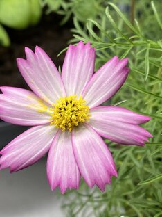 Тестирование Русский Огород