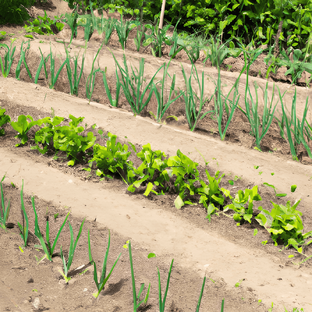 Уход и выращивание