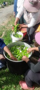 Празднование пачамамы