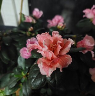 Растения кислого грунта