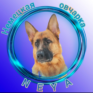 Нейя-немецкая овчарка