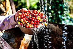 Обработка Кофейных зерен