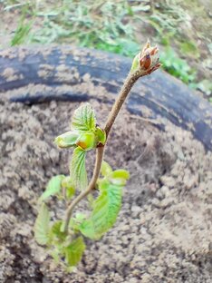 Дача, огород, участок