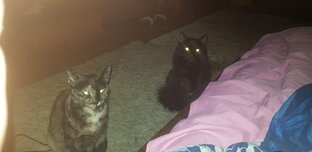 Любимые питомцы