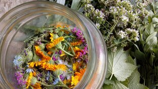 Травы лечат