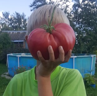 Томаты. Все о выращивании и сортах