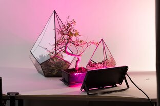 Освещение для растений с умом.