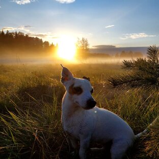 Милка в тумане