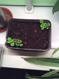 Растения из семян 