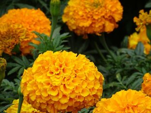 флора и фауна на Кубани