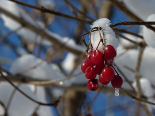 Погода и климат на Кубани