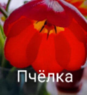 Из серии о Пчёлке.