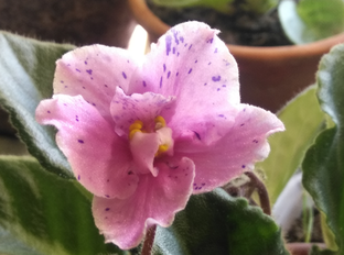 цветы комнатные