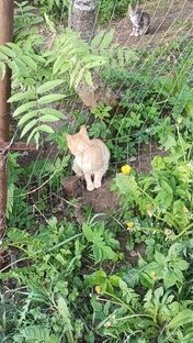 "Животятинки"