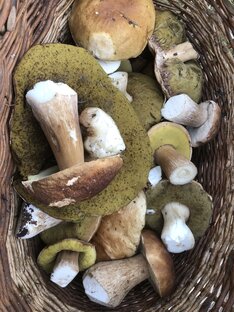 Грибная охота