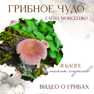 ГРИБНОЕ ЧУДО