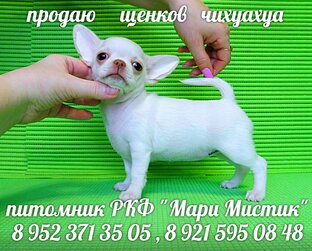 ЩЕНКИ ЧИХУАХУА НА ПРОДАЖУ +7 921 595 08 48