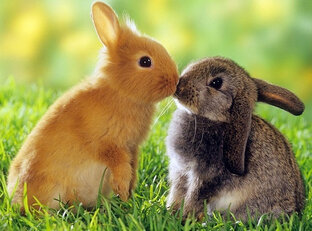 Милые жывотные 