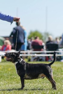 Миниатюрный бультерьер