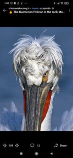 Короткие видео о диких животных