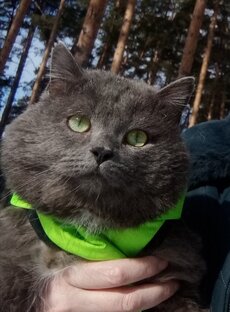 Кошки
