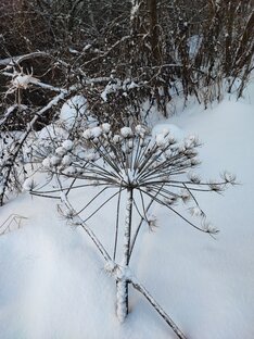 Деревенские пейзажи 