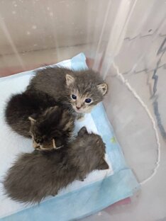 Им нужна помощь