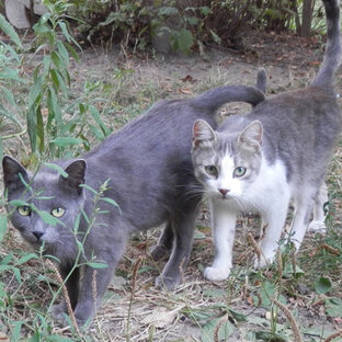 Кошки и времена года. Лето