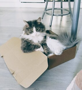 Для любимых питомцев 🐱🐶