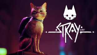😺Stray 😺