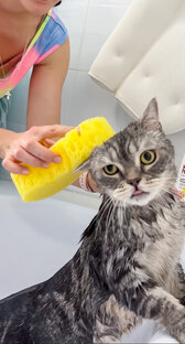 Уход за котиками