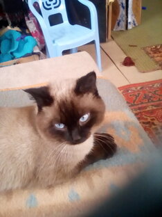 Бежевый кот на бежевом диване