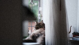 МейнКот