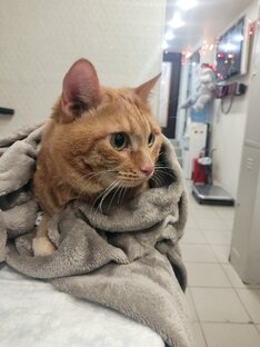 Пациенты ДоброВет