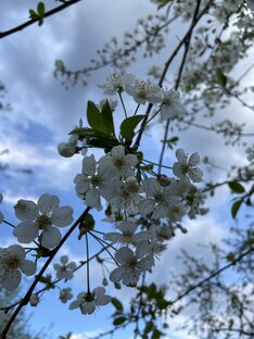 Цветущая вишня